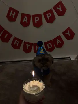 You better say happy birthday to him right now 🤨 #birthday #dog #dogsoftiktok #fypシ゚viral #trending 