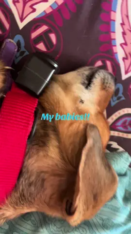 Rosie, the wonder dog; Butters, Gary, Daryl…baby cats!!