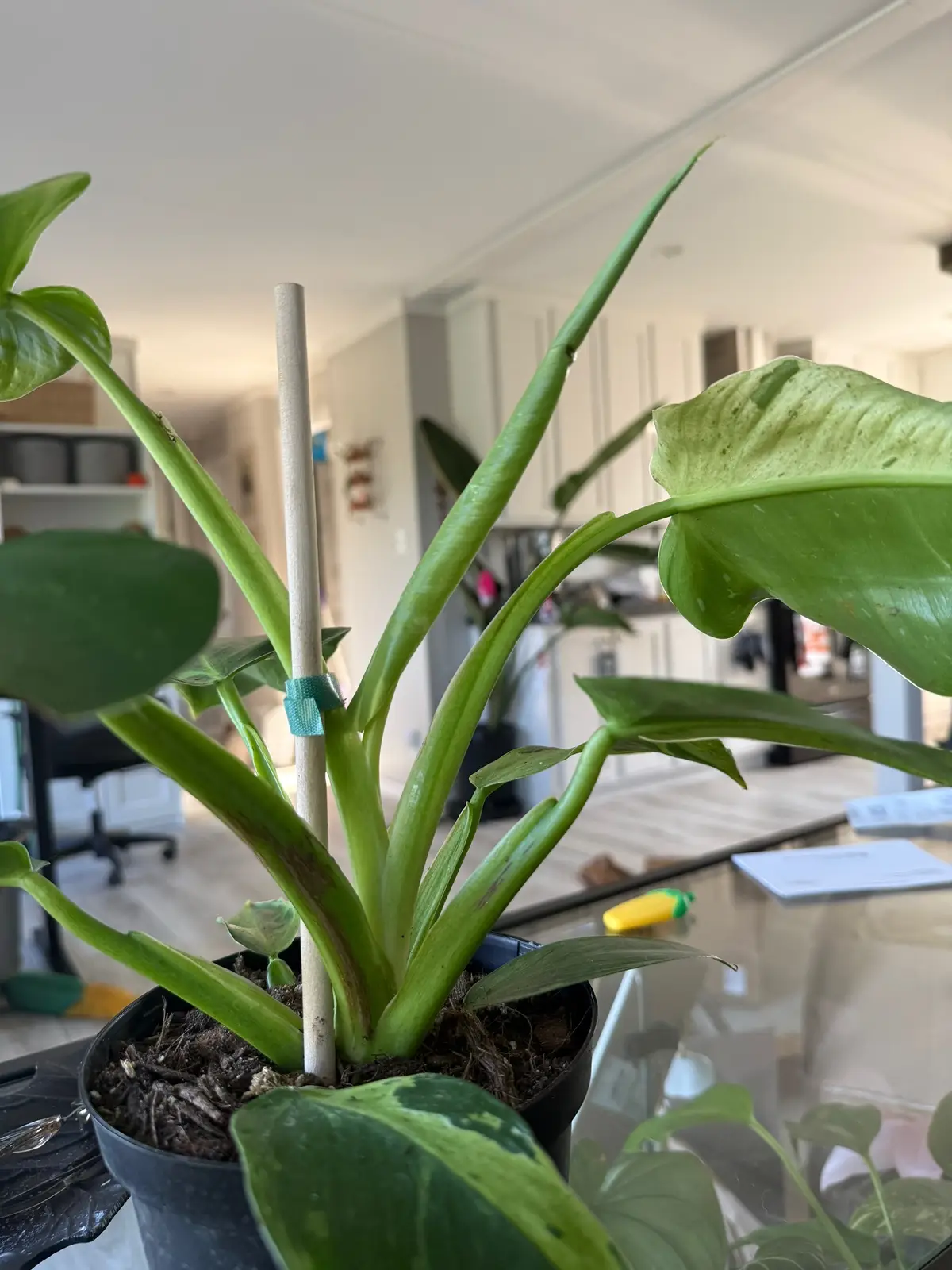 Happy little babies #plantsoftiktok #fyp #foryoupage #PlantTok #plantlover 
