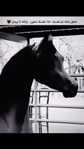 #خيل_وخياله🐎 #الخيل_العربي_الاصيل🐎 #روح_حرة_وقلب_لا_يخشى_إلا_الله #الحمدلله_دائماً_وابداً❤️ #fyp 