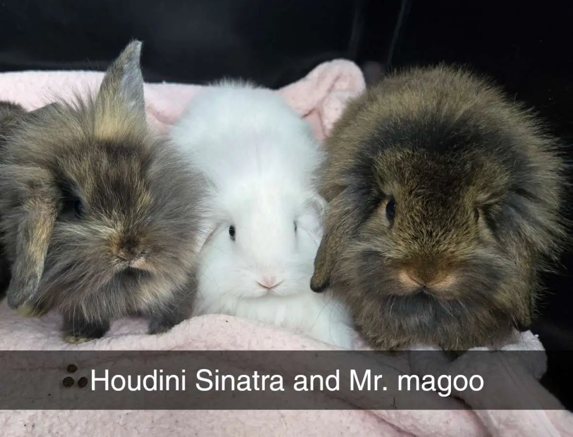 lil one is Houdini as hes really good at escape. and magically placing his turds in triangles lol.  Next white bun has blue eyes and well hes last to be named. I started singing frank Sinatra song when I picked him up so this ole blue eyes is Sinatra . Some times names take a while to come to me and then sometimes well they come right too me and thats Mr. Magoo. moment I saw his picture. hes the one that made me bring bunnies back to the farm after over 2 years of not having any. #bunny #bunnytiktok #rabbit #rabbitsoftiktok #fyp