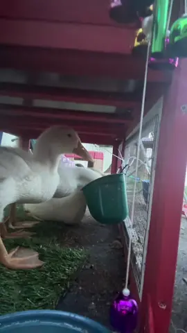 Inside coop edition.  —> Now that the three stooges have made it out the brooder box and were cage free #ducklings #ducks #notsosmallanymore #fyp #farmlife 