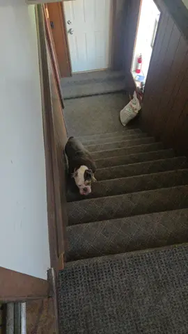 EARL HAS BAD ALLERGIES 