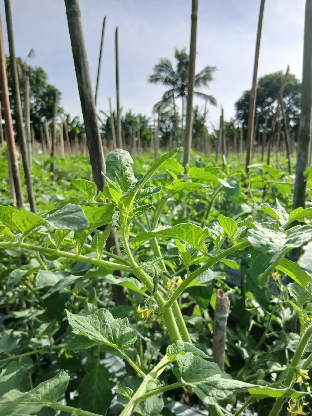 selamat pagi slmat beraktivitas #serfof1🍅 #tomat #tanamtomat #petani #fotofyppppp 