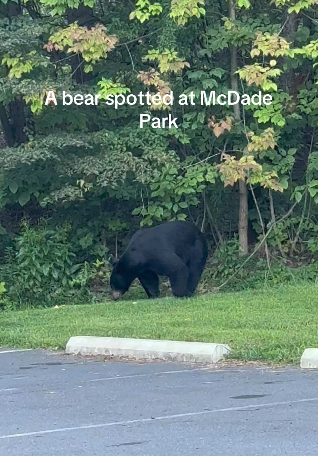 tearin’ up some pizza 🍕😂 #bears #bearsighting #blackbear #mcdadepark #scrantonpa