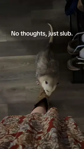 Opossums slub to show affection, or mark their territory. 🥹 #opossum #fyp #wildlife #opossumsoftiktok 