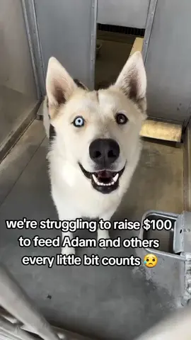 This is truly Adam’s last chance. He has waited patiently for someone to choose him, and now the clock is running out. Please, share his story everywhere. Tag rescues. Spread the word. Adam deserves the future he’s been hoping for—not a cold, unfair end behind shelter walls.
