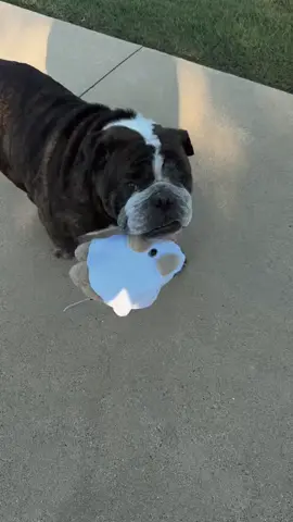 practicing how i’m going to trick or treat this year #englishbulldog #bulldogsoftiktok #bulldog #halloween 