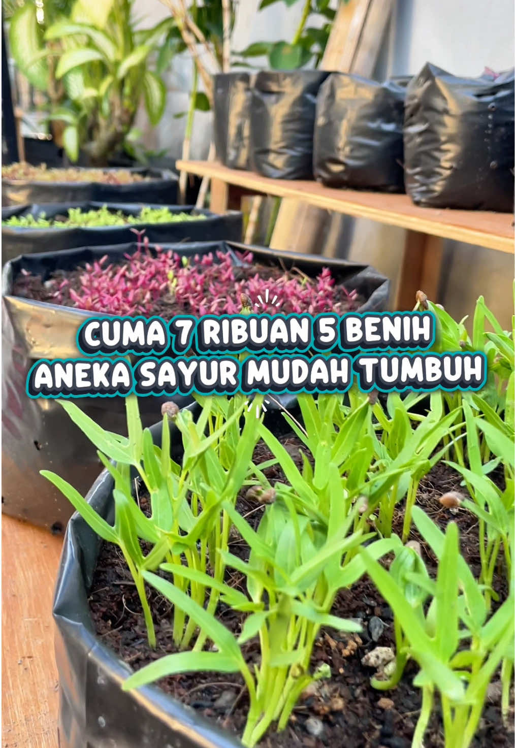 Benih seribuan paket 5 macam sayuran mudah tumbuh. Kamu bisa tanam di hidroponik, polybag atau bahkan di lahan terbuka. Yuk checkout dikeranjang kuning vidio ini ya #benih  #benihseribuan  #benihsayuran  #garden  #cod 