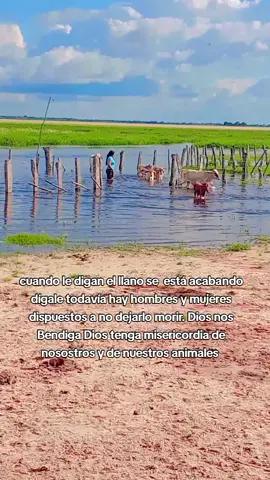 #creatorsearchinsights #llano 