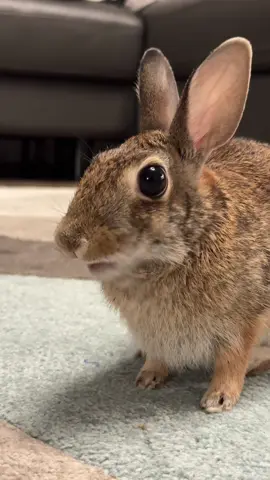 #petlover #watchtillend #cottontail #rabbit #fluffybunny #wildbunny #viralvideo #fyp #foryoupage #hophophop #toocute #rabbitsoftiktok #everyone #fun #trending #bunnies #watch #cuteanimals #florida 