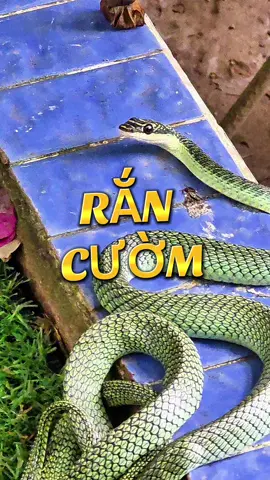 RẮN CƯỜM Rắn cườm có độc không? Một điều quan trọng cần biết là rắn cườm không có nọc độc đe dọa sức khỏe của con người. Vì vậy, vết cắn của rắn cườm không gây ra hậu quả nguy hiểm hoặc chết người như một số loài rắn độc khác có thể làm. Thay vào đó, vết cắn của rắn cườm có thể gây ngứa và sưng đỏ ở một số người nhạy cảm, tương tự như một vết cắn từ côn trùng. Mặc dù không đe dọa tính mạng, nhưng vẫn cần thực hiện biện pháp sơ cứu cơ bản nếu bị rắn cắn, bao gồm rửa vết thương và sử dụng kem chống ngứa nếu cần thiết. @Nhân bảo tồn 🥰🌴 @Nhân bảo tồn 🥰🌴 @Nhân bảo tồn 🥰🌴 #nhanbaoton #ranluc #rannuoc 