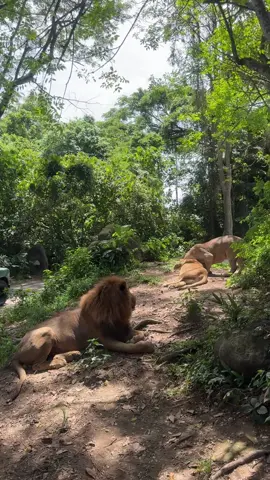 🐆🐅🦒🐪🙊 #balisafari #tamansafari #bali #fyp #beranda