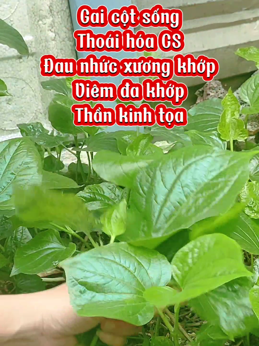 Lá lốt , đinh lăng, ngải cứu: đau nhức xương khớp, gai cột sống, thần kinh tọa, viêm đa khớp, thoái hóa đốt sống lưng cổ...@Xuân Thu Review @Xuân Thu Review @Xuân Thu Review 