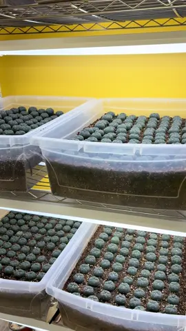 Peyote cultivation equipment. 