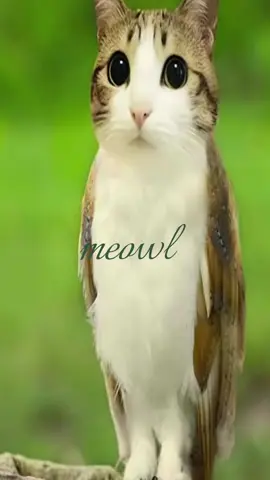 #meowl #fyp #viral #aesthetic #fypシ 