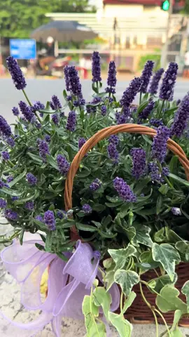 Loài hoa mang mùi thơm dịu dàng ấn tượng nhất ☺️ #hoatuoi 