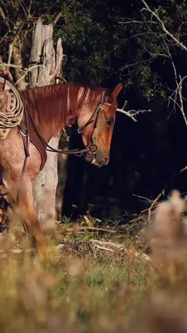 CROP TOP! Sells September 12th Ponoka AB at the ROYAL CROWN CANADA SALE, don’t miss out on the opportunity to buy a great 2 year old! #performancehorses #blackstoneperformancehorsesLTD #fypシ゚viral #fyp #horsesforsale #horsesforsale #futurityhorse