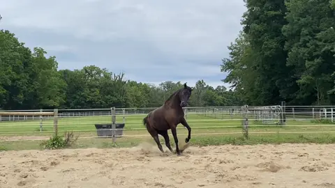 💜💜💜 #horse #mare #horseplay #rearinghorse #bucking 