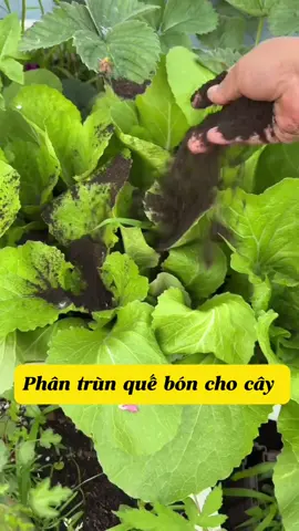 Phân trùn quế bón cây rất tốt #garden #gardening #lamnongopho #vuonsanthuong 