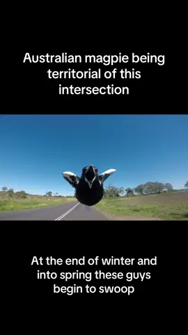 #australia #magpie beginning to swoop now the winter is warming up  #animal #hashtag #tiktok 