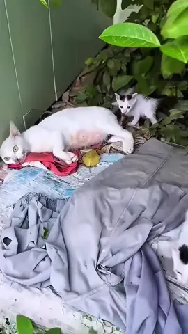 Rescue a family cat . #rescueanimals #animals #cat #rescue 