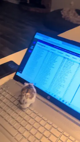 All Chip was trying to do was help him with his fantasy football!!! 🤷🏼‍♀️🐹 #hamstersbeinghelpful
