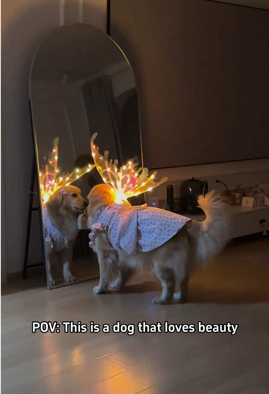 Dogs love to admire themselves 🥰#dog #funny #funnyvideos #dogsoftiktok 