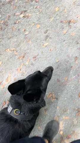 Walking the trails with Jokester, hims a good boy 🃏🐾 #k9softiktok #k9 #k9joker #fypシ #fyp 
