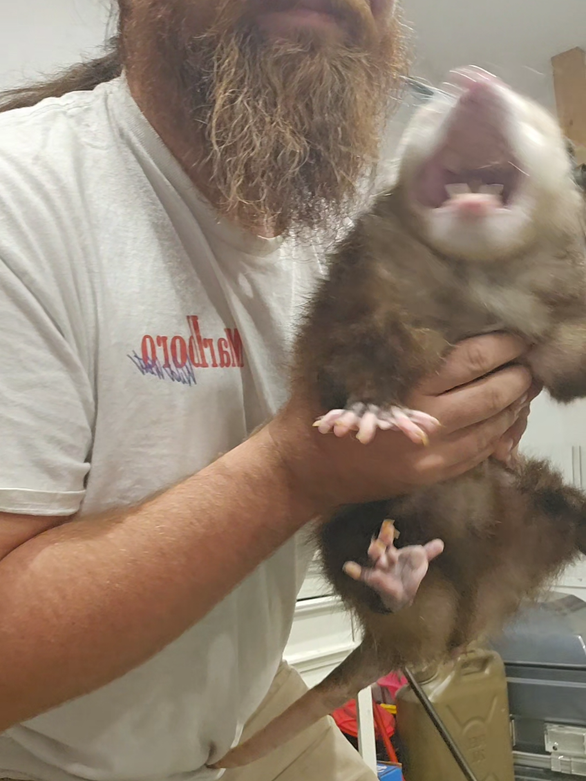 Showing my pet opossum things that she's never seen before #opossum #pets #PetsOfTikTok #fyp #possum 