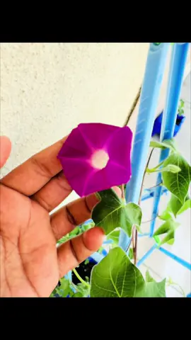 Easy to grow flowers in 🇯🇵 #japan #fy #fyyyyyyyyyyyyyyyy #srilanka #trending 