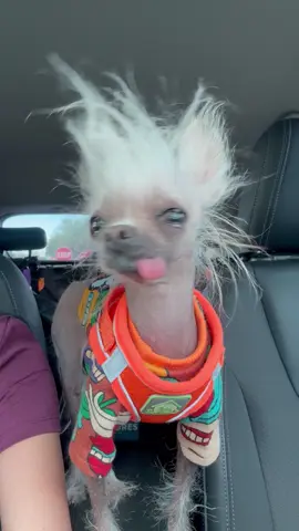 #mrpumpernickel #chinesecrested #hairlessdogs