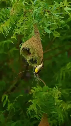 Allah o Akbar  ❤️❤️❤️❤️❤️❤️❤️❤️❤️❤️❤️❤️❤️❤️❤️❤️❤️❤️❤️❤️❤️❤️❤️❤️❤️#islamic_video #foryoupage❤️❤️ #virelvideo @Zafran Shahat @Quran56a 