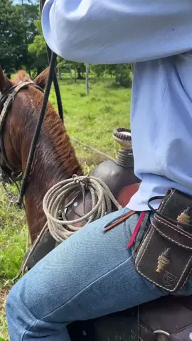 cuantos años creen que tiene este equino de trabajo pesado?💪🏻🔥 los leo en los comentarios #ganaderia #tiktokviral #magdalenamedio #vaquero #viraltiktok 