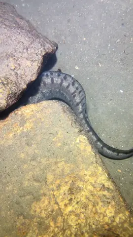 Diving at the bottom of sea