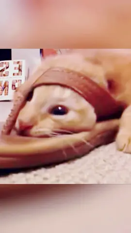 #fyp #funny #usa #dub #cat 