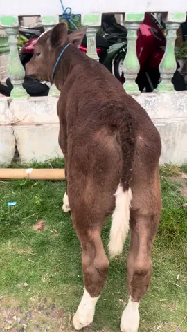 Ready jantan superan calon kontes🤳#fyp #4u #masukberandafyp #pedetsuper #peternaksapiindonesia 