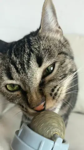 No kitty can resist catnip ball😂😂#catnip #cattoy #interactivecattoy #kitty #kitten 