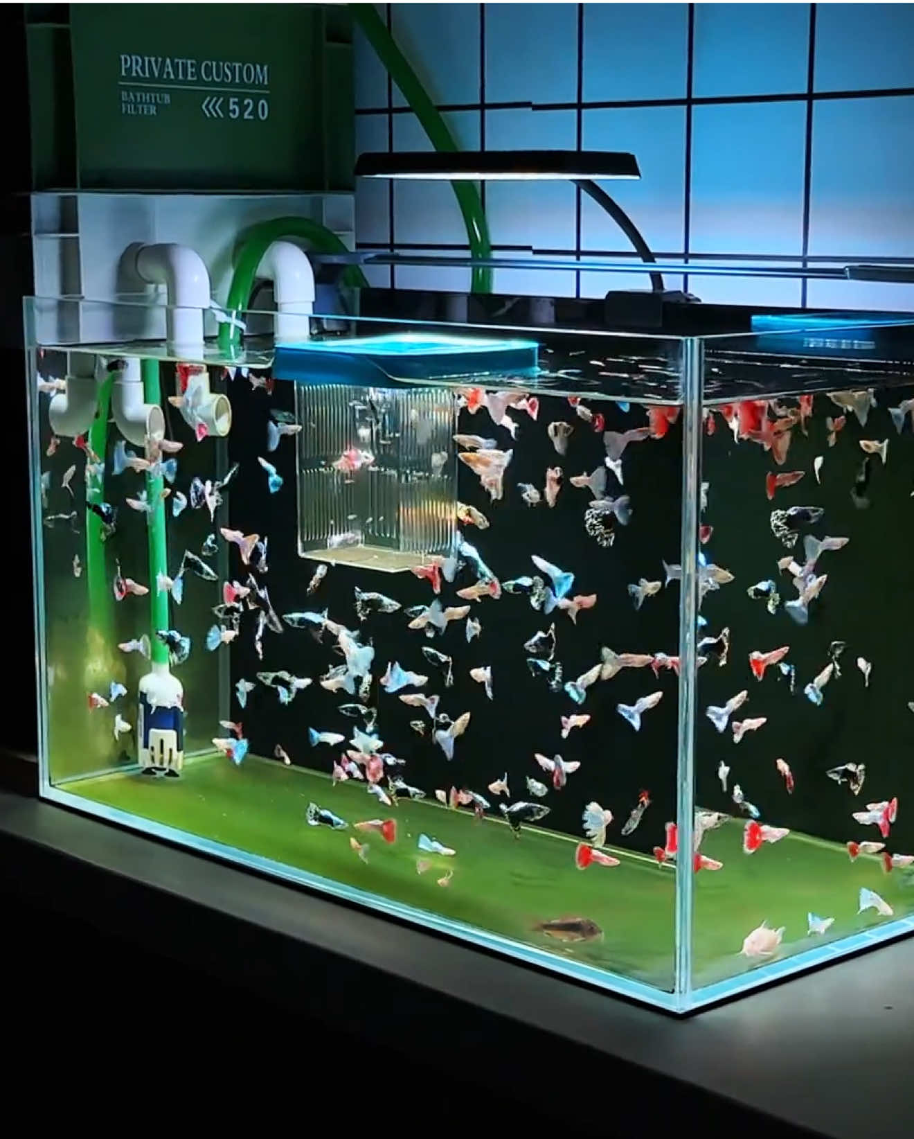 ✨ Một đàn cá bảy màu tung tăng trong bể 60cm, đủ sắc màu rực rỡ khiến ai nhìn cũng mê. Cá nhỏ nhắn, dễ nuôi, lại còn đẹp mắt – lựa chọn hoàn hảo cho những ai yêu thích nuôi cá cảnh tại nhà. #cabaymau #nuoicabaymau #becacanh #nuoicacanh #gocrelax