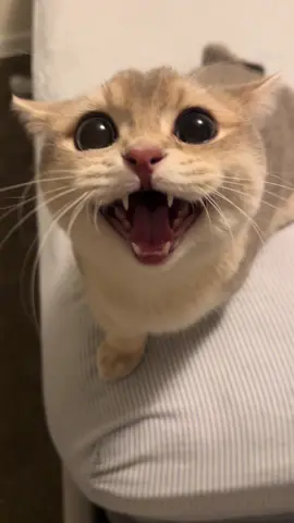 🐱 #fyp #cat #catsoftiktok 