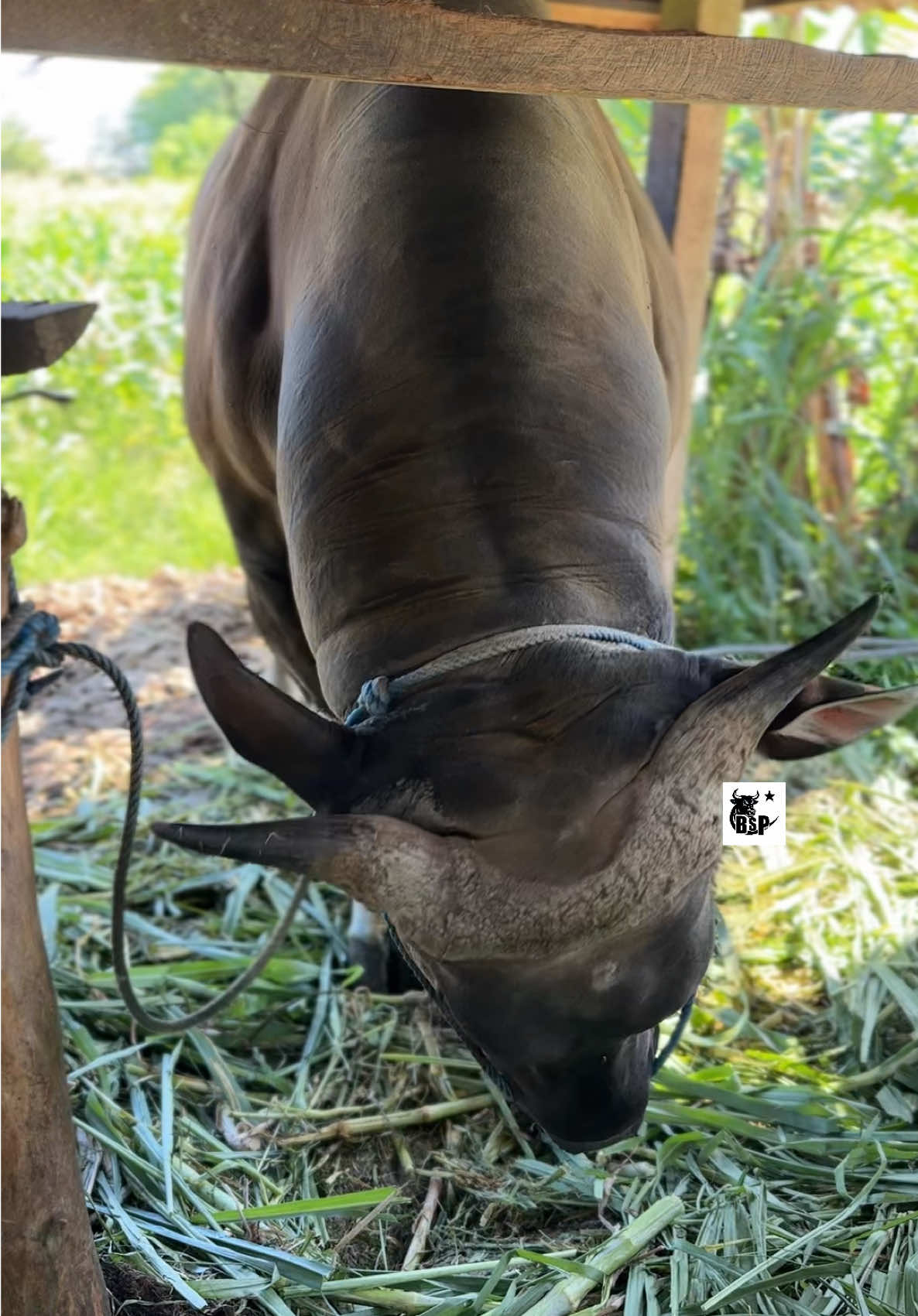 Hanya sapi bali 🔥 #sapi #sapibalipremium #sapibali #sapisuper #sapijumbo 