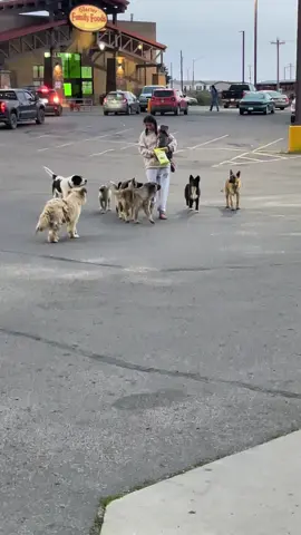 While traveling from New York to Glacier, Montana, I came across these abandoned dogs living outside a grocery store. They have no home, no one to care for them — just each other. I’m feeding them, but they need more than I can give. Please don’t scroll past them. If you know local rescues, fosters, or can help in any way, please reach out. #DogRescue #MontanaDogs #StrayDogs #AdoptDontShop #AnimalRescue 