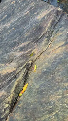 #forever #Love #life #happymoments #fypシ゚ #foryoupage #waterfall #loversleap #nuwaraeliya #srilanka #srilankan_tik_tok🇱🇰 #virul #2025 #travel 