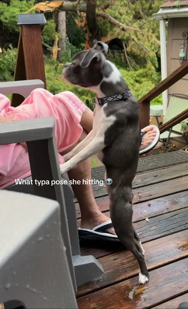 #fyp #foryoupage #viral #funny #dogsoftiktok 