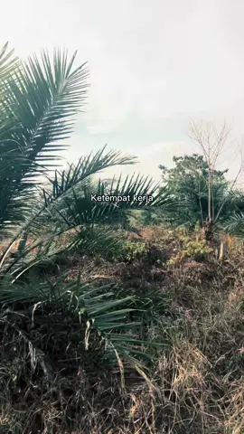 #capcut #storysawit #petanisawit🌴 #sawitkalimantan #fyp 