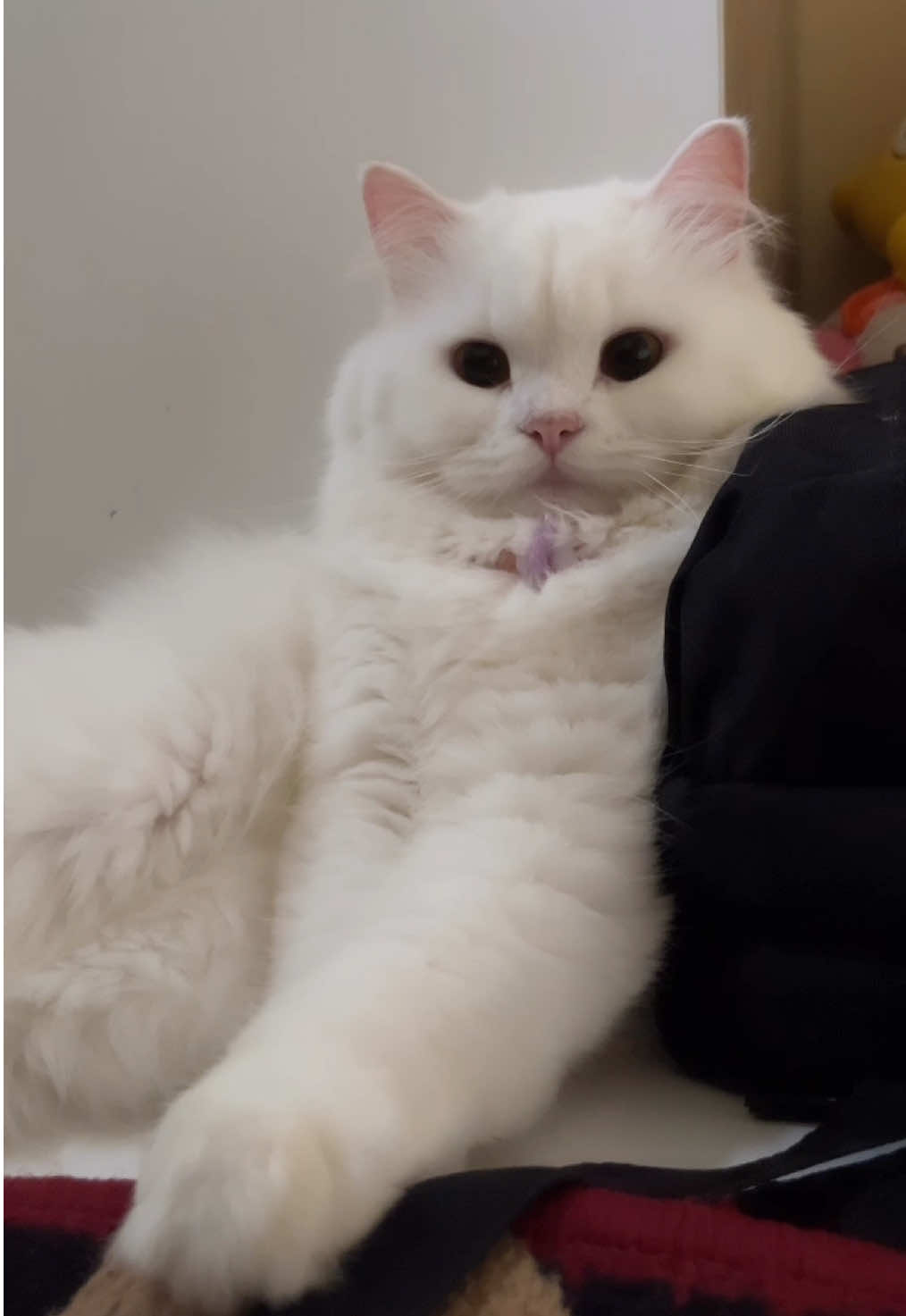 🥲 #fyp #catsoftiktok #cat #fypシ゚ #kucinglucu 