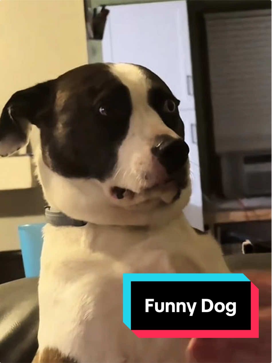 Funny dog ​​expressions #funnytiktok #dog #videoviral #fyp #entertainment 