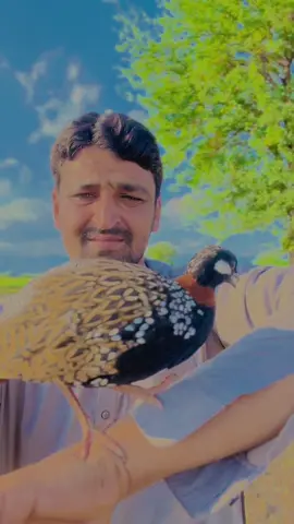 کہ رازے ھم مننہ آؤ کہ زے ھم مننہ