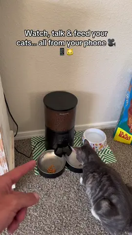 #CapCut #catsoftiktok #catlover 