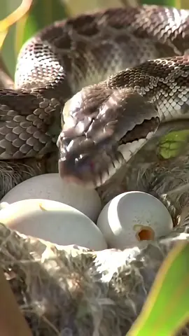 An inland taipan munches on eggs laid in a tree nest #cobra #snake #viralaivideo #foryou #foryoupage 